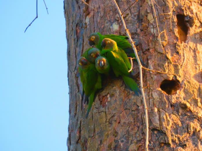 dusky headed parakeet