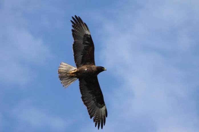 galapagos hawk