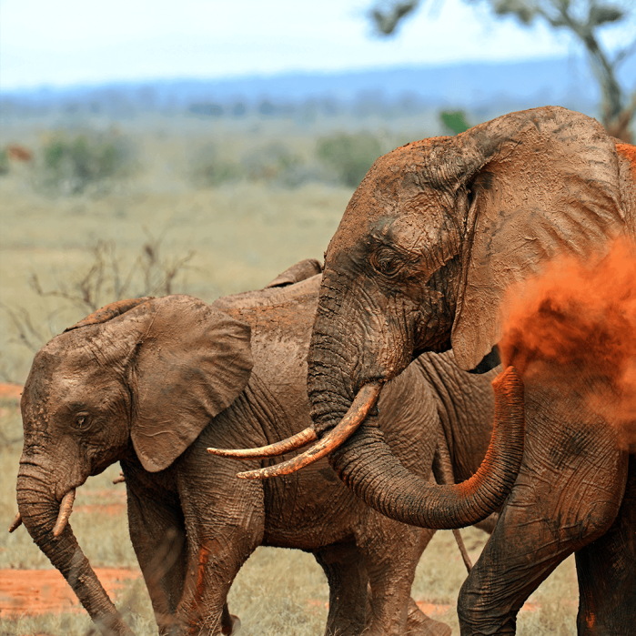 Tsavo Conservation Elephants