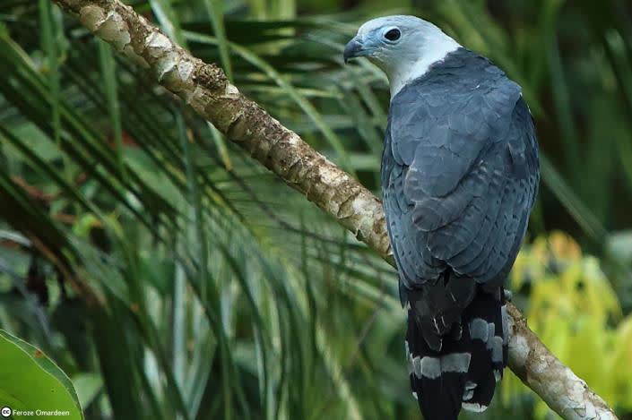 grey headed kite