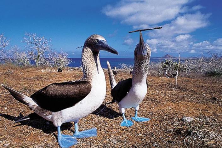 blue footed boobies