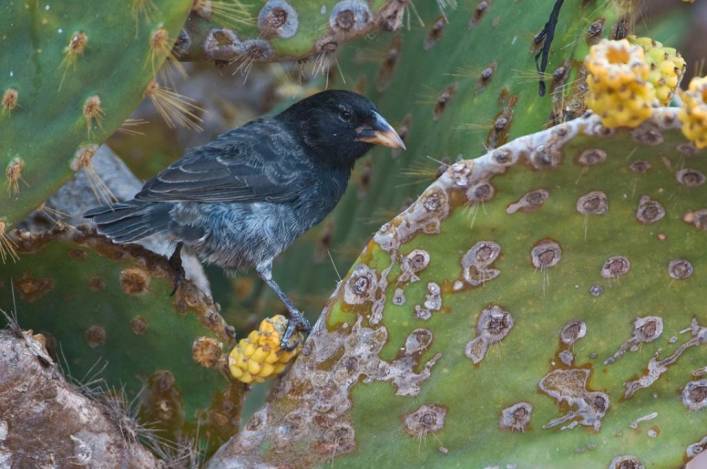 finch cactus