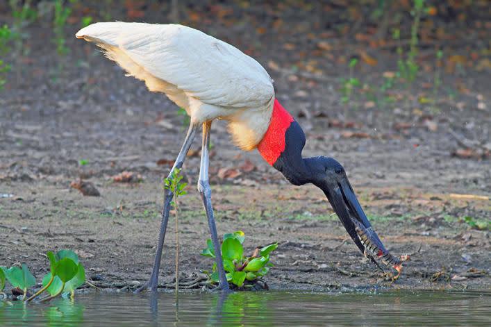 jabiru