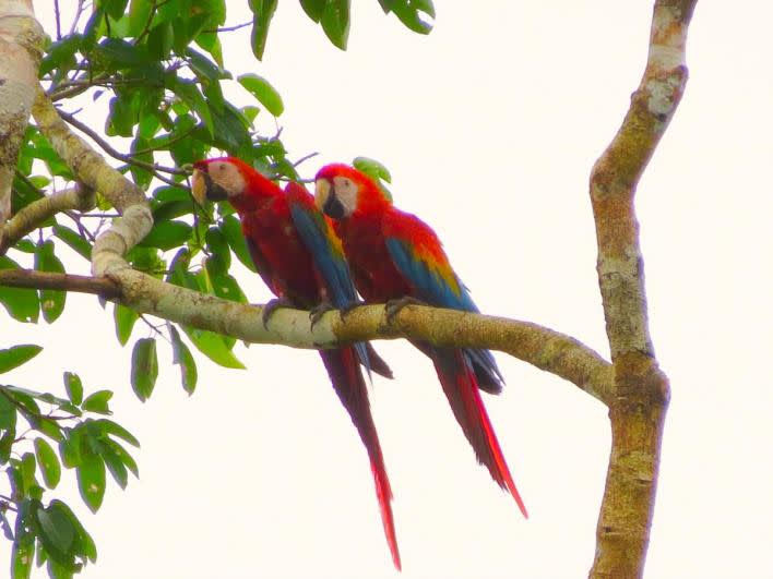 scarlet macaw