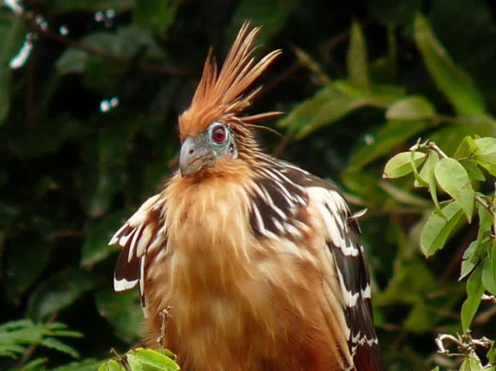 hoatzin