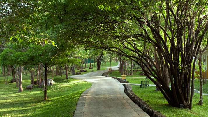 Tree-lined pathway