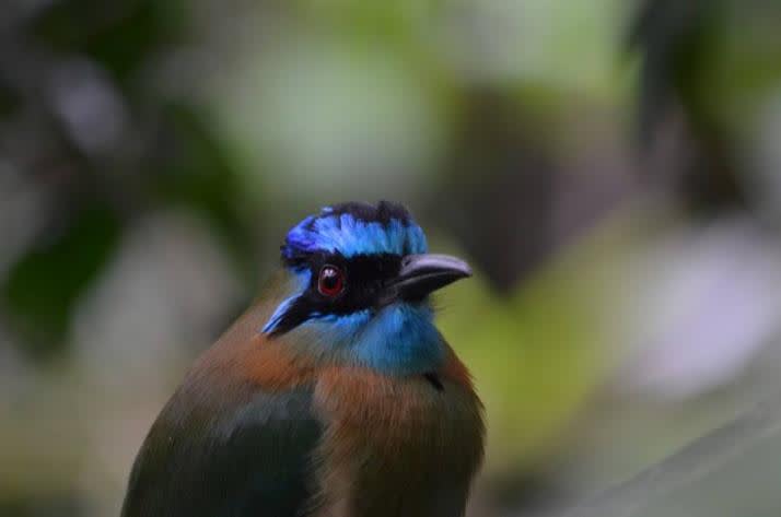 blue crowned motmot