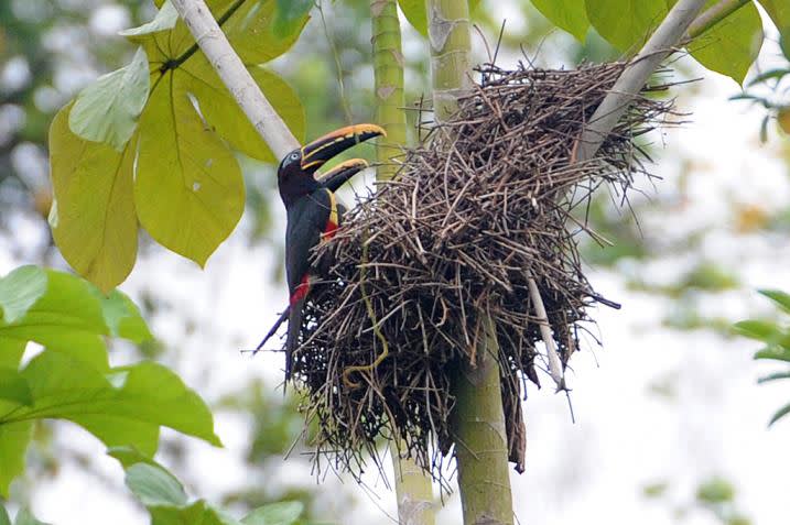 aracari