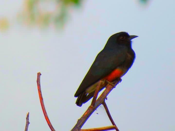 swallow winged puffbird