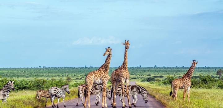 Giraffe and plains zebra