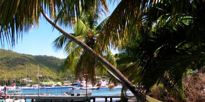 Palm trees of Bequia