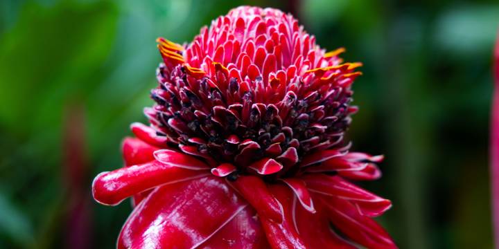 St Lucia flower