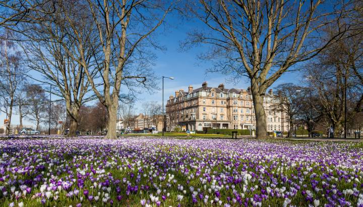 Spring crocuses on the Stray in Harrogate