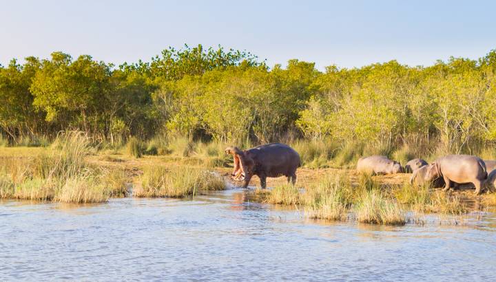 Nilpferde am Flussufer im Isimangaliso Wetland Park, Südafrika