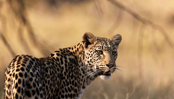 Nahaufnahme eines einzelnen Leopards im Südluangwa Nationalpark Sambia Afrika