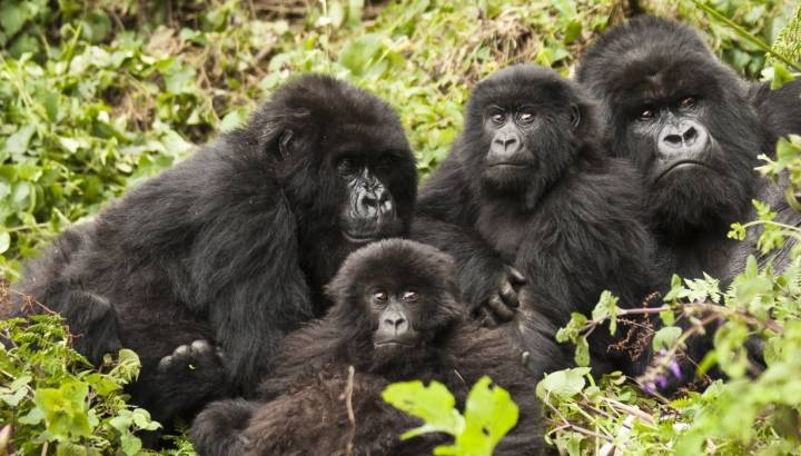 Gorilla Trekking, Rwanda, Africa