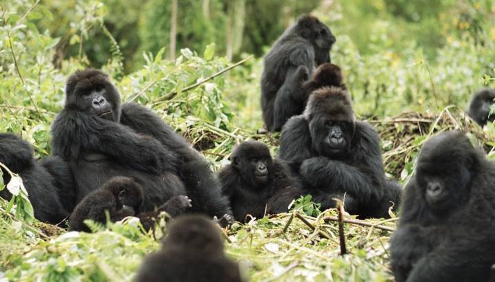 Gorilla trekking at Mountain Gorilla View, Rwanda