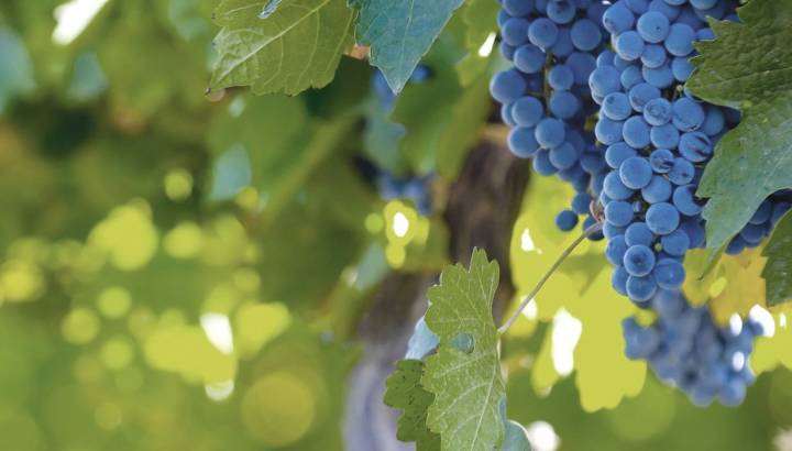 Argentinien und Chile Gourmetreise: Die besten Weinbauregionen Südamerikas