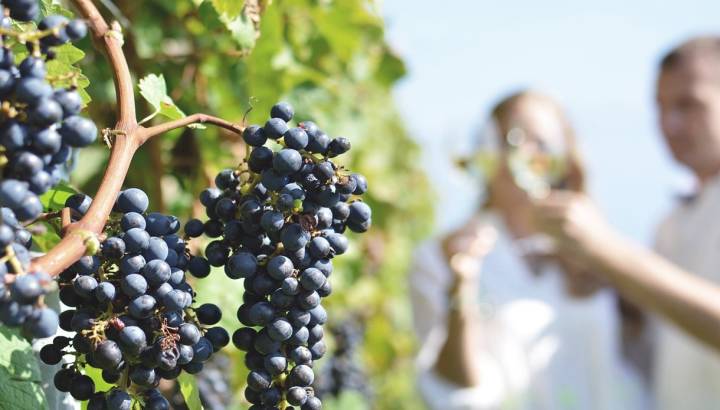Weinreisen in Chile