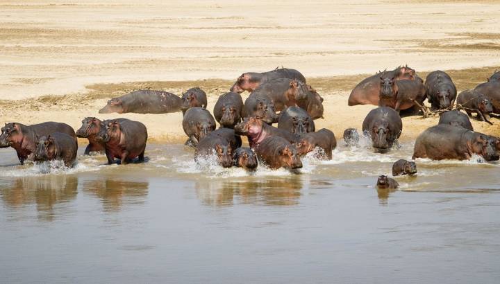 Sambia Safari Moment: Nilpferde trinken am Fluss