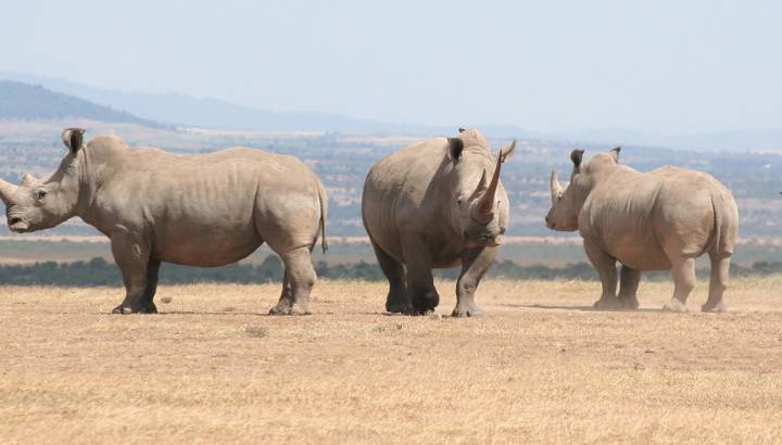 Nashörner in Laikipia, Kenia