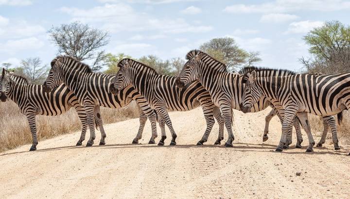 See Zebras in the Kruger National Park Safari