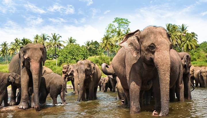 Elephants at Yala Nationalpark Sri Lanka