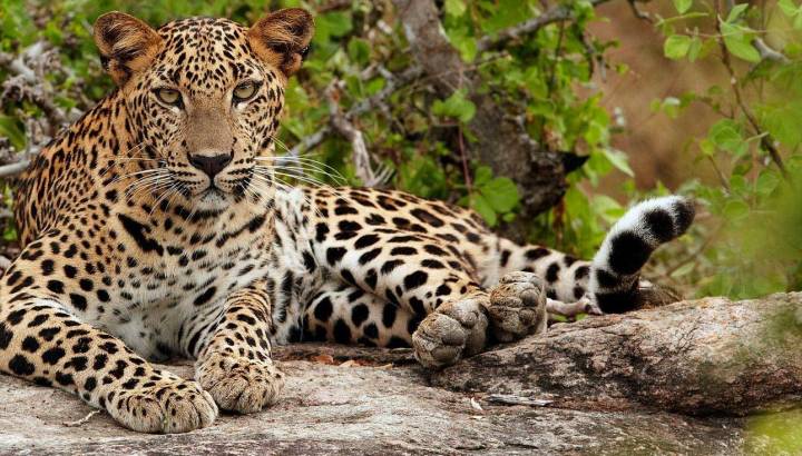 Young Leopard (Panthera pardus kotiya), Yala National Park, Sri Lanka