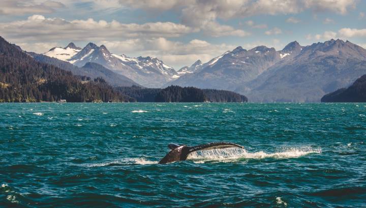 Whale in Alaska
