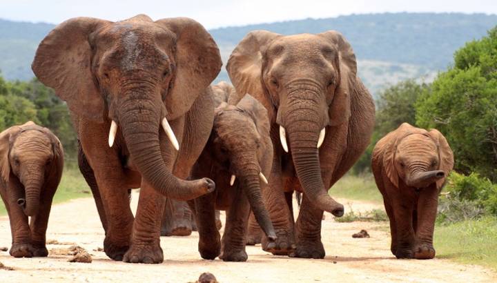 Addo Elephant National Park
