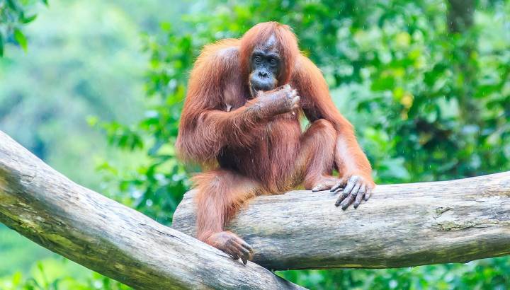 Asia Danum Valley Malaysia Tours Enchanting Travels