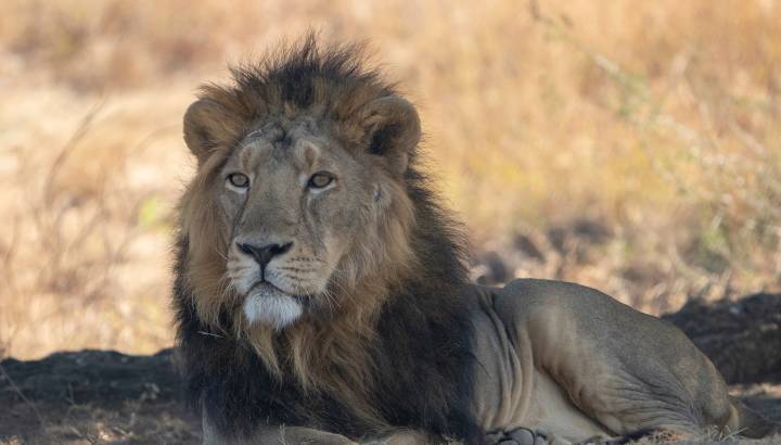 Asiatic Lion Male from Gir Sanctuary and National Park, Sasan, Gujarat, India
