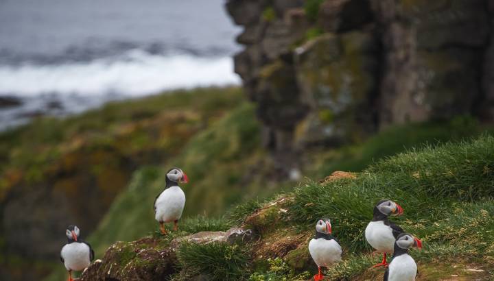 Five Icelandic Puffins on a hill in Iceland