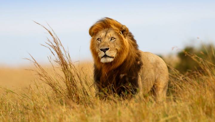 Masai Mara - lion