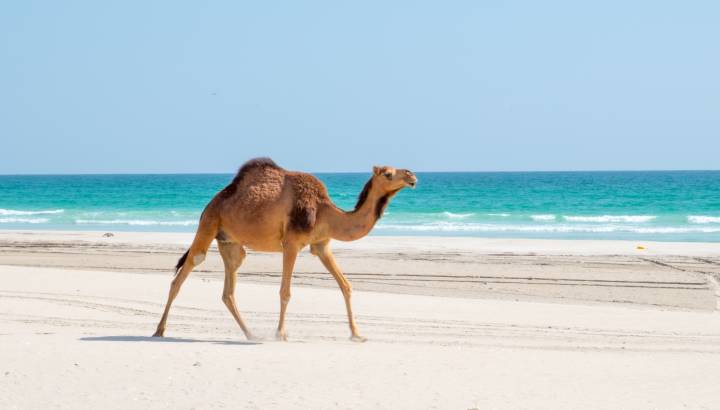 Camels in Salalah, Dhofar - Sultanate of Oman