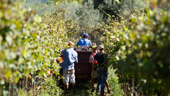 Cuisine in Chile - Chile Vineyard Wine tour with Enchanting Travels
