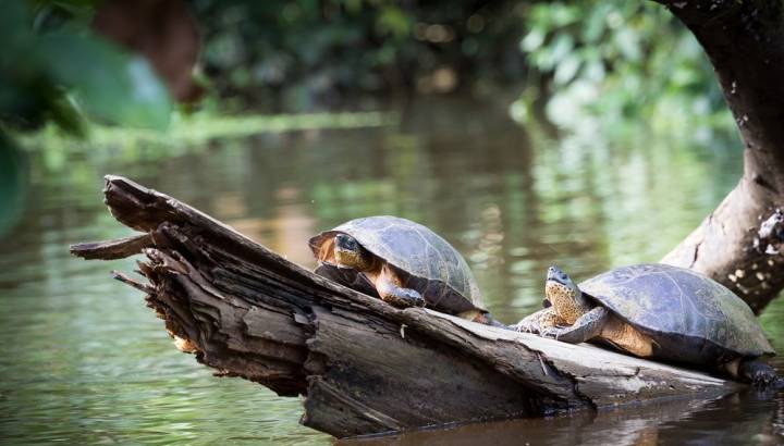 Turtles sunbathing in Tortuguero