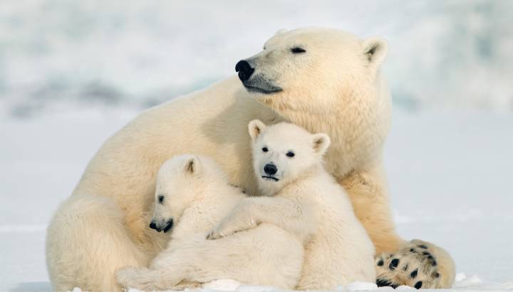 Canada’s Remote Arctic: Northwest Passage to Ellesmere and Axel Heiberg