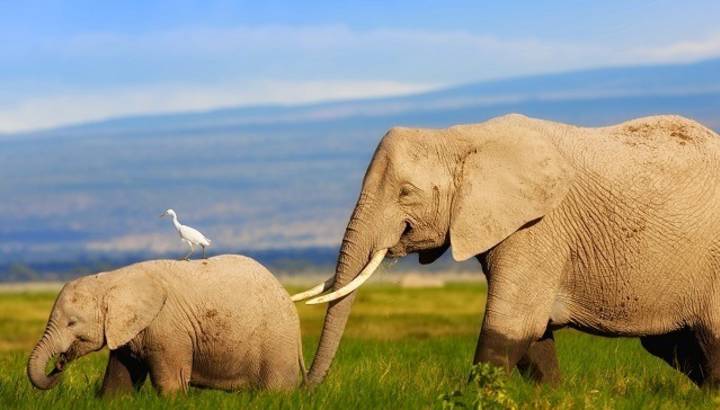 Mother and baby elephant at Lake Manyara in Kenya, Africa