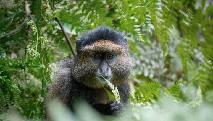 Monkey, Rwanda, Africa