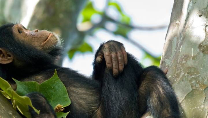 Treffen Sie auf Ruanda Reisen Schimpansen im Nyungwe Forest