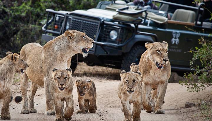 Enchanting-Travels-Africa-South-Africa-Kruger-South-Londolozi-Founders-Camp-5