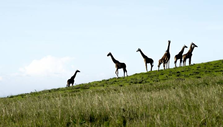 Enchanting Travels Africa Tours Tanzania Manyara & Ngorongoro Entamanu Ngorongoro giraffes