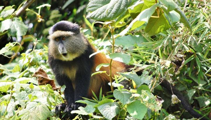 Enchanting Travels African safari parks to see - Golden Monkey, Volcanoes National Park