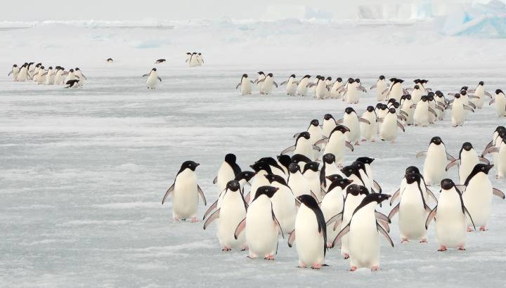 Enchanting Travels Antarctica Tours Annual migration of Adélie penguins