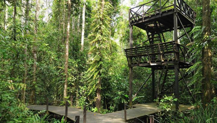 Enchanting Travels Asia Malaysia Kinabatangan - Abai Jungle Lodge -Bird Tower (2)