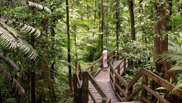 Enchanting Travels - Australia Tours-Daintree National Park, rainforest scenery in Queensland