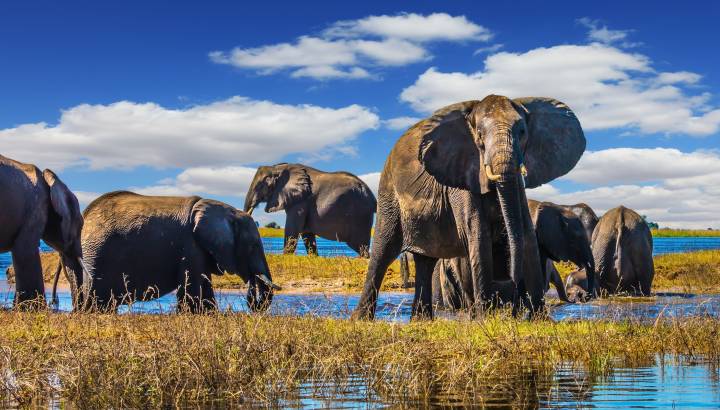 Enchanting Travels Botswana Tours Chobe National Park