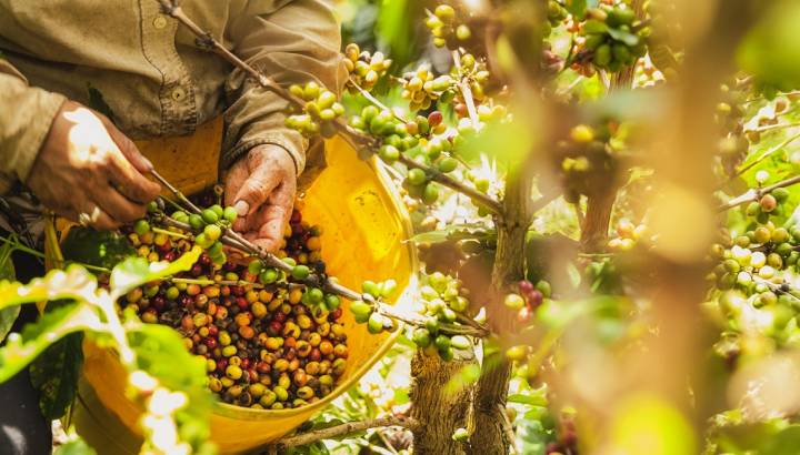 Enchanting Travels Colombia Tours Coffee