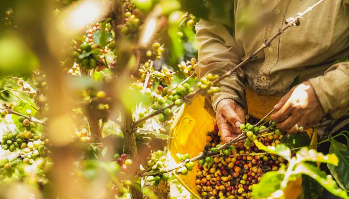Enchanting Travels Colombia Tours Coffee